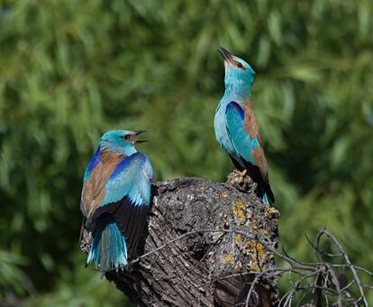 Gaig blau, una especie con pocas parejas reproductoras. 