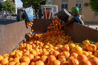 Un grupo de operarios recoge las naranjas de los árboles por la barriada de La Macarena en Sevilla, en marzo.