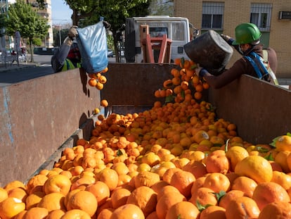 Sevilla/11-03-2021: Un grupo de operarios recoge las naranjas de los árboles por la barriada de La Macarena en Sevilla.
FOTO: PACO PUENTES/EL PAIS