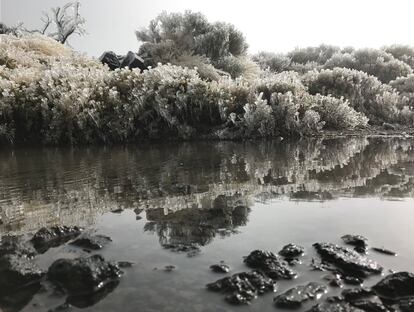 Brillantes plumas de hielo cubren la vegetación de Izaña, en Tenerife. La diferencia de temperatura entre la noche y el día, unida a la abundante niebla que se congela, son las causas principales de las cencelladas.