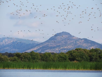 Patos colorados en el Parque Nacional de las Tablas de Daimiel.