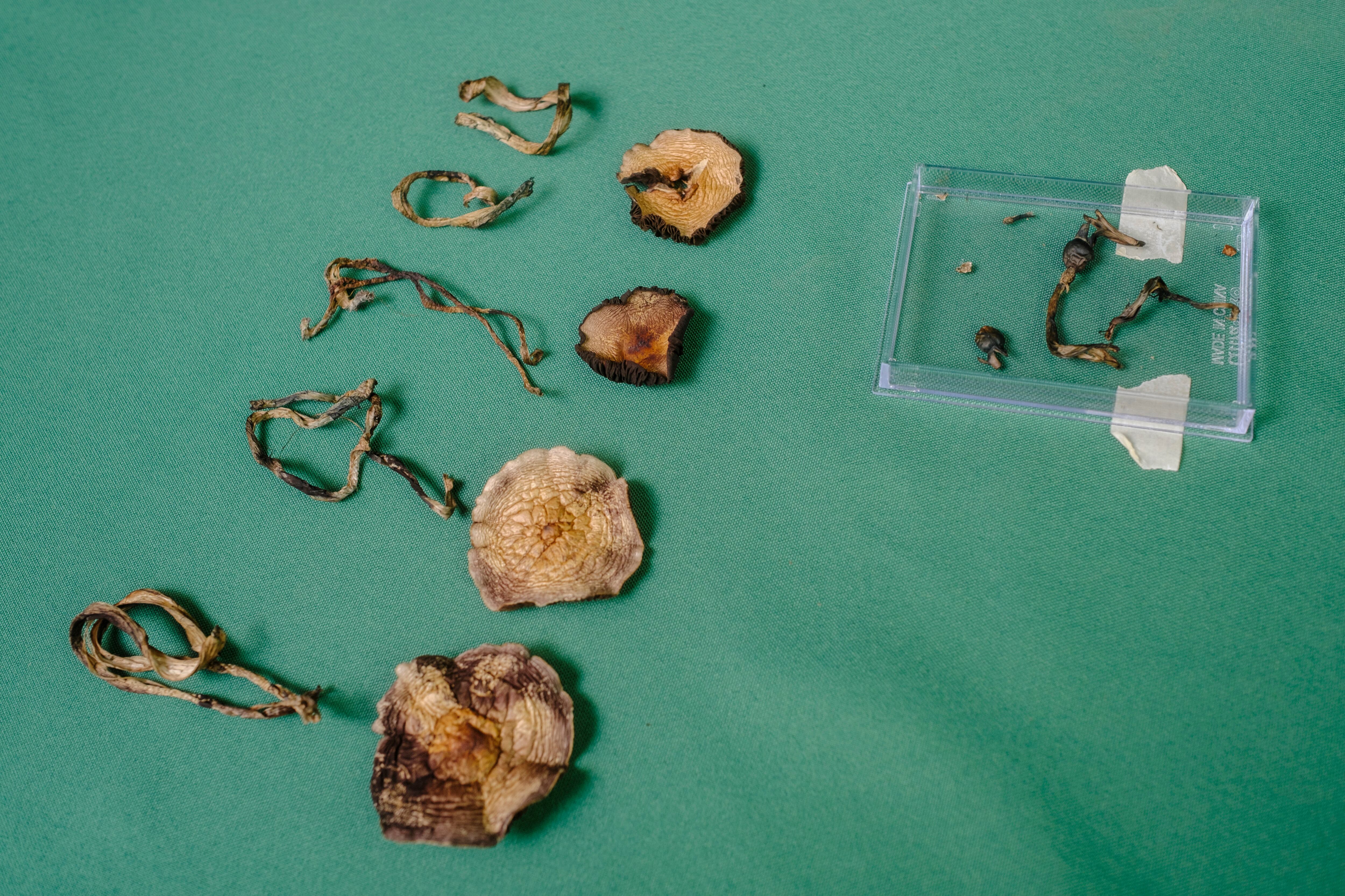 Hongos Psilocybe Hipopotamensis nacidos en las pacas de excremento de hipopótamo.