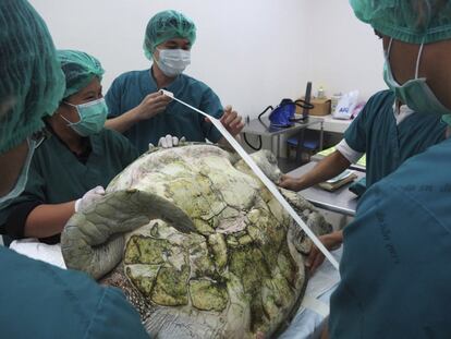 Hallan un ejemplar de tortuga verde hembra con 1.000 monedas en su estómago. En la imagen, los veterinarios preparan a la hembra de tortuga para ser operada.