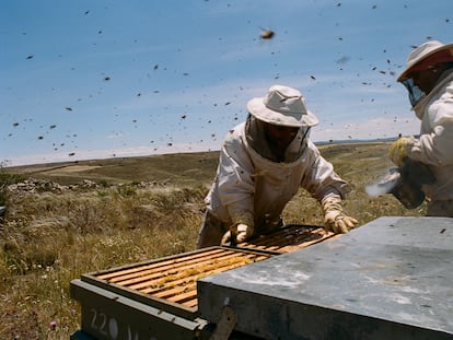Apicultores trabajan en algunas de sus colmenas en Guadalajara.