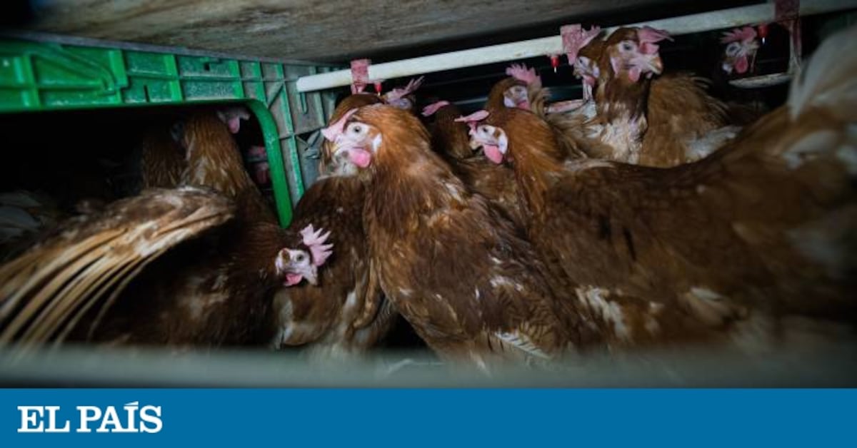 More than 80% of Spain’s egg-laying hens are still living in cages