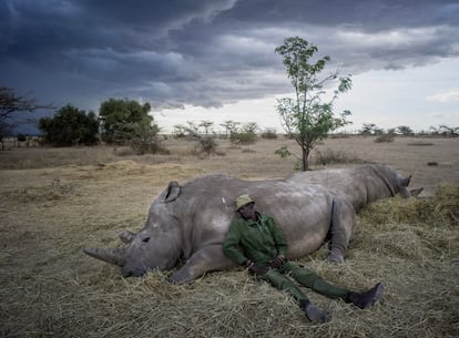 Peter Esegon, 47, uno de los principales cuidadores de rinocerontes descansa con Najin y Fatu al atardecer en Ol Pejeta Conservancy en Kenia central, 2018. <br><b> Amiga rinoceronte</b><br> Najin y Fatu son dos hembras de rinoceronte blanco del norte. Los únicos ejemplares de esta subespecie que quedan en el planeta. En la imagen, descansan junto a Peter Esegon, uno de los cuidadores que las protege de leones y de cazadores furtivos en el Ol Pejeta Conservancy, en Kenia. Llegaron en 2009 desde el zoo Dvůr Králové, en la República Checa. Con ellas vinieron dos machos para intentar adaptarse al medio y reproducirse, pero no lo consiguieron. Al morir ambos, la única opción para que no desaparezcan estos animales es el desarrollo de técnicas de fecundación in vitro. El fotógrafo <a href=http://www.justinmott.com/><b><u>Justin Mott</a></b></u> , que documenta historias de personas dedicadas a la conservación del mundo salvaje, expone su trabajo No Man’s Land en <a href=http://www.anastasia-photo.com/><b><u> la galería neoyorkina Anastasia Photo</a></b></u> de Nueva York hasta el 15 de septiembre.