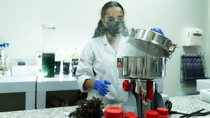 Pamela Tejada, encargada del Laboratorio de Reactores y Biorreactores en el INTEC, en Santo Domingo, hacía una preparación de sargazo a partir de una molienda del alga, en julio.