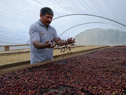 Uno de los agricultores de cacao en Perú.