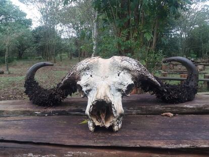 Cráneo de búfalo en la zona de picnic de Treetops.