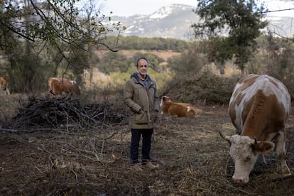 Marc Gràcia con varias vacas en la finca Planeses, en Girona. 