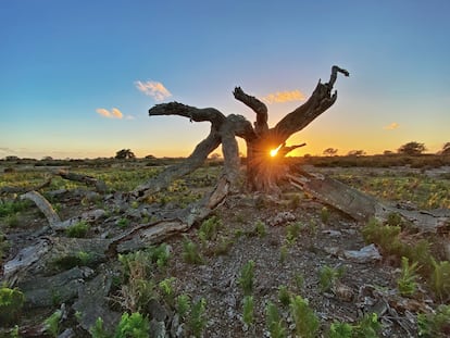 Un alcornoque seco en Doñana por la sequía extrema que sufre el parque.