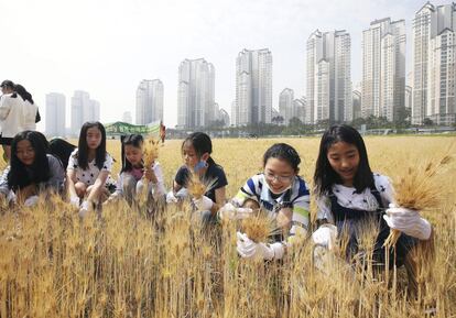 Estudiantes recolectan cebada en un campo cerca de un complejo de apartamentos en Suwon, a unos 45 kilómetros al sur de Seúl (Corea del Sur).