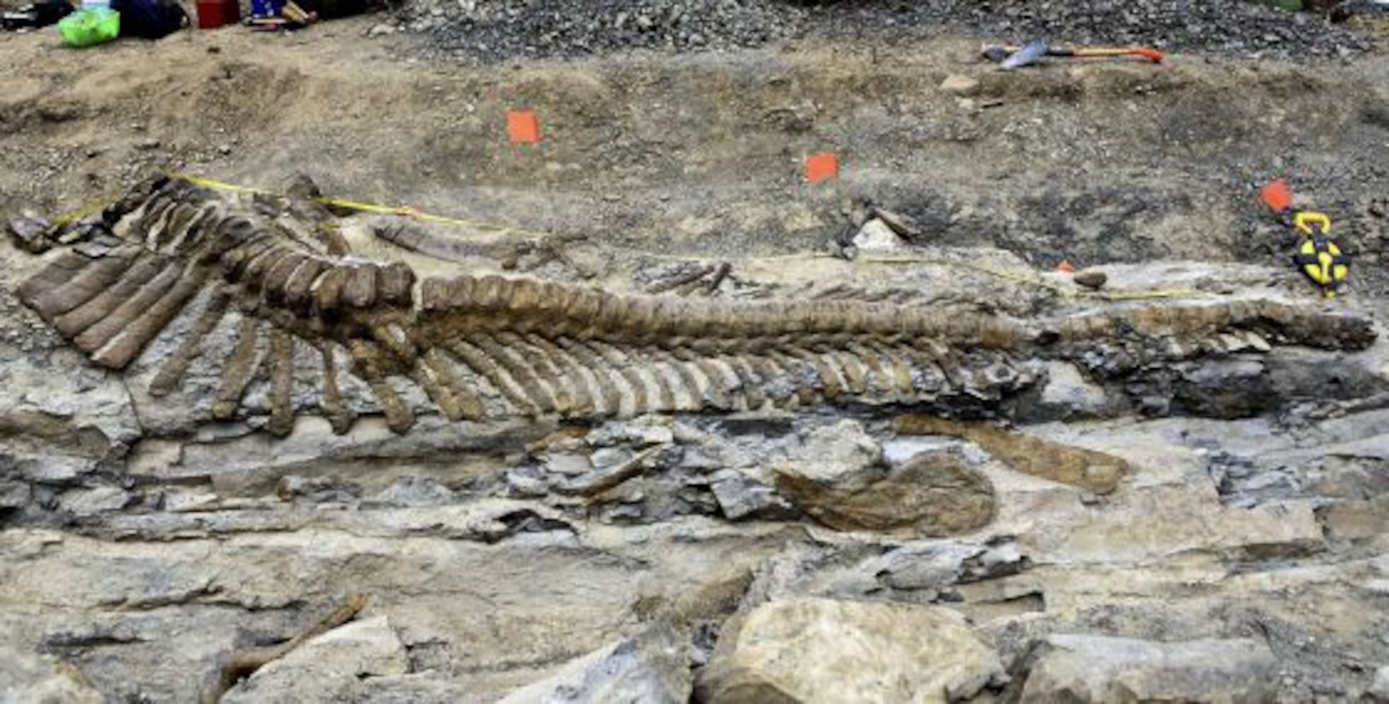 Un grupo de paleontólogos halla en México la cola de un dinosaurio ...