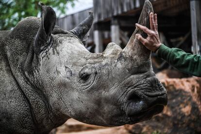 Un cuidador del zoo acaricia un rinoceronte en el zoo 'Zoom Torino' en Cumiana (Italia).