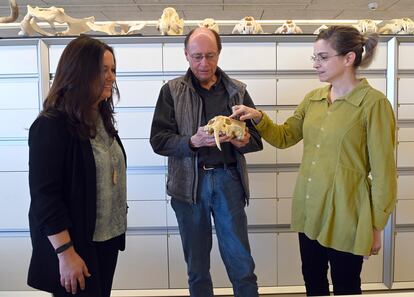 Los paleoantropólogos María Martinón Torres, Tim White y Leslea Hlusko, en el Centro Nacional de Investigación sobre la Evolución Humana, en Burgos.