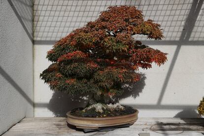 Ejemplar de 'Acer palmatum, var. “Shishigashira” (Thunb.)'.