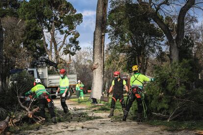 Varios operarios realizan trabajos de supervisión de árboles en El Retiro, el pasado 4 de febrero.
