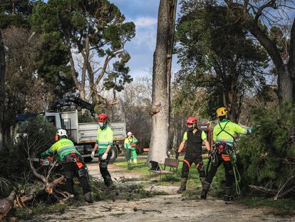 Varios operarios realizan trabajos de supervisión de árboles en El Retiro, en Madrid (España) a 4 de febrero de 2021.