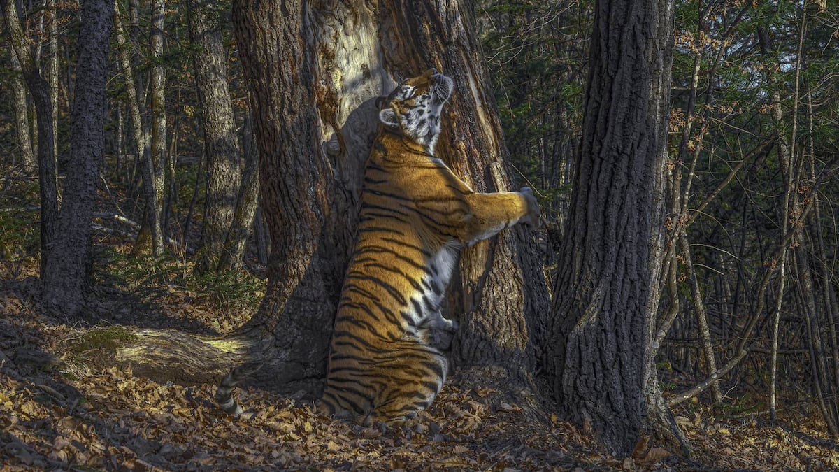 Los ganadores del ‘Wildlife Photographer of the Year’ | Fotos | Los ...