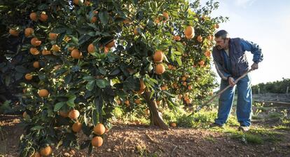 Un agricultor trabajando en un campo de naranjas