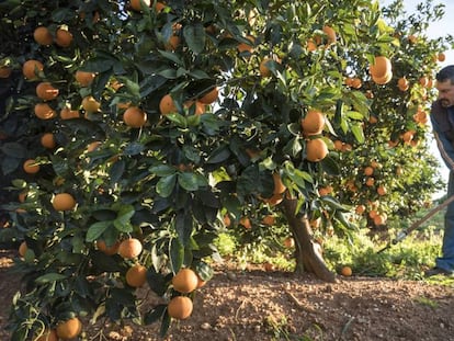 Un agricultor trabajando en un campo de naranjas