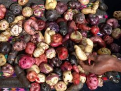 Imagen de diferentes variedades de papa cultivadas por campesinos de la comunidad de San José de Aymara, en el departamento de Huancavelica, en la sierra central de Perú. EFE/Archivo