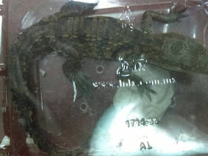 El ejemplar de 'Crocodylus moreletii' que llegó a las oficinas de FedEx.