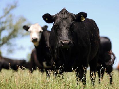 Una vaca pasta en una granja de Chascomus, provincia de Buenos Aires. 