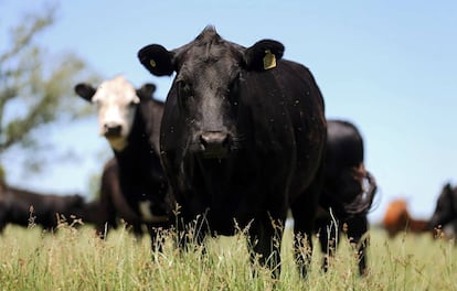 Una vaca pasta en una granja de Chascomus, provincia de Buenos Aires.