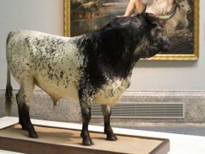 El toro de Veragua, con un cuadro de Rubens al fondo.