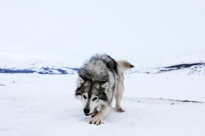 Un perro sobre la nieve en Nain. Pertenece a Simon Kohlmeister, uno de los últimos habitantes que sigue utilizando trineos jalados por perros para transportarse. Su hermano Isaac, que también lo hace, dice que al viajar en trineo, puedes "sentirlo todo, incluso los peces nadando debajo del hielo".