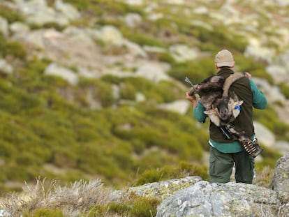 Un cazador porta una cabeza de cabra montés en La Pedriza, en 2014.