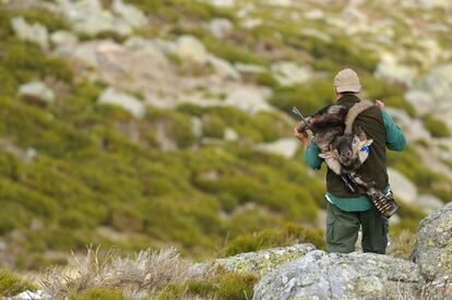 Un cazador porta una cabeza de cabra montés en La Pedriza, en 2014.