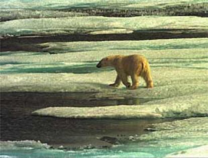Un oso polar en la bahía de Prudohe (Alaska), a 100 kilómetros del Refugio Nacional Ártico.