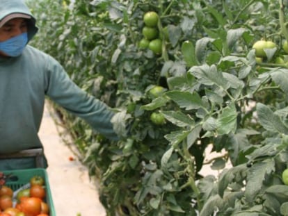 Con sol y heces, agricultores de México reducen las emisiones de carbono