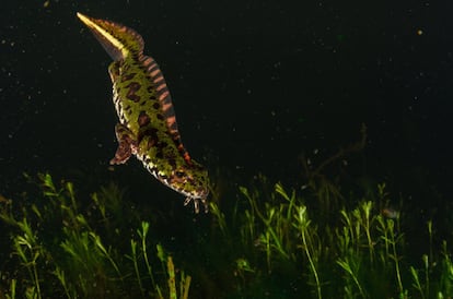 Macho de tritón pigmeo (Triturus pygmaeus) en librea acuática, con la característica cola palmeada de la fase acuática y la cresta desarrollada. El ejemplar fue fotografiado en una charca de Torrelodones.