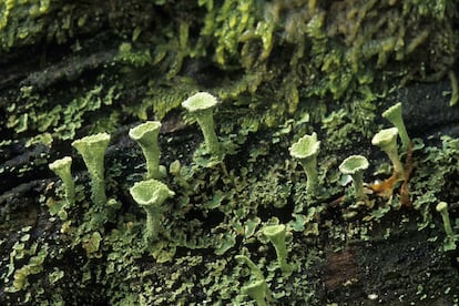 Líquenes sobre un tronco muerto de haya en la Selva de Irati, Navarra <br><b>Elogio del liquen</b><br> Deténganse y miren los líquenes. Apenas lo hacemos. Son uno de los seres que más inadvertidos pasan y, sin embargo, están muy presentes, en los sitios más insospechados, asentados sobre múltiples sustratos y con unas formas y colores que, observados al detalle, ofrecen un maravilloso universo estético que a veces impacta como una gran obra del expresionismo abstracto, como un cuadro de Jackson Pollock o de Willem de Kooning, solo que uno no tiene que pagar ninguna entrada para ver líquenes, ni se sabe de liquen alguno que haya sido subastado por varios millones de dólares. Son estos organismos prodigiosos uno de esos regalos que brinda la naturaleza a cualquier mirada atenta y curiosa. Los líquenes son habitantes muy antiguos de este planeta. Sus primeros registros fósiles se remontan al Precámbrico, a unos 500 millones de años atrás. Están entre los seres más longevos. Pueden crecer durante cientos o miles de años sobre rocas, descomponiéndolas y convirtiéndolas en sustrato para las plantas. Soportan condiciones durísimas de sequedad y de temperatura e incluso resisten radiaciones extremas, pero son muy sensibles a la alteración del entorno y a la contaminación atmosférica. Por eso, además de un placer para la vista, son óptimos bioindicadores de la salud de nuestro medio ambiente.