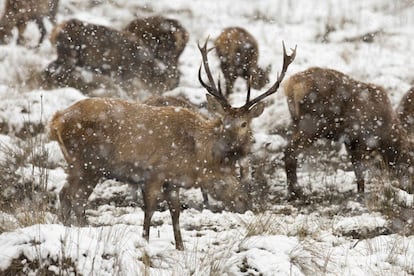 A herd of European stags grazing under snowfall in Salburua park, on the outskirts of Vitoria, February 7, 2018.