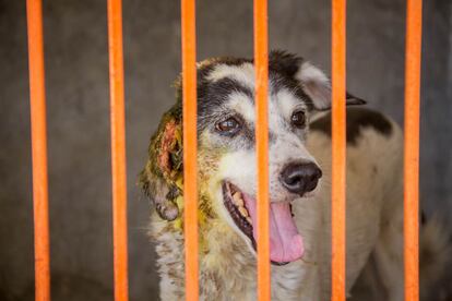 En el momento de realizar este reportaje, unos 60 perros estaban siendo tratados en Animal Aid por diversas heridas, tumores y accidentes. Los que no están abandonados son puestos en libertad cuando se curan. Aunque no vivan en las casas, muchos perros cuentan con varias familias de su zona que les reconocen y les vigilan, y, si tienen algún problema, llaman a Animal Aid. En la imagen, una perra se recupera de una fea herida en una oreja causada tras una pelea. El pigmento amarillo es un antibiótico que previene la aparición de gusanos en la herida.