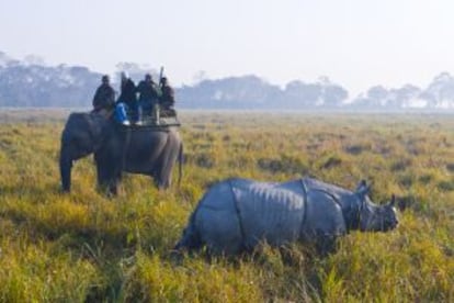 Turistas fotografiando de cerca un rinoceronte indio en el parque nacional de Kaziranga, en el estado de Assam (India).