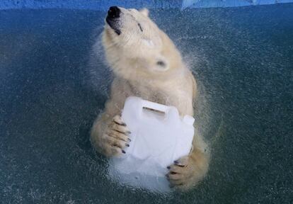 Aurora, un oso polar de ocho años, juega con un bote de plástico en una piscina en el zoológico de Royev Ruchey en Krasnoyarsk (Rusia), el 16 de abril de 2018.