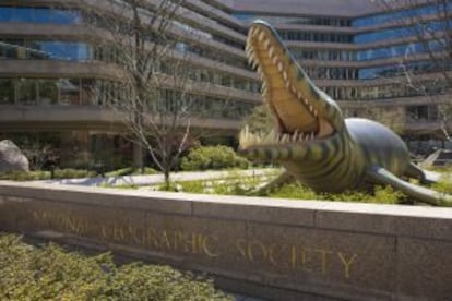 Una réplica de un cocodrilo prehistórico en la sede principal de la National Geographic Society, en Washington (EE UU).