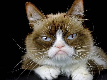 Grumpy Cat, a 'Gata Rabugenta' mais amada da Internet. posa para foto em Los Angeles em 2015.
