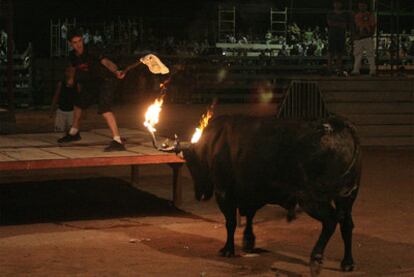 Un encierro de la variante de <i>bou embolat</i> en Camarles, Tarragona.
