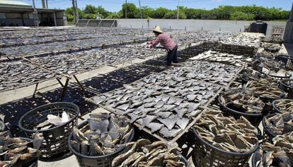 La aleta de tiburón es muy codiciada en Asia.