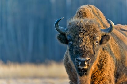 Un ejemplar de bisonte europeo en el parque nacional de Bia?owieza (Polonia).