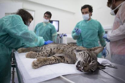 Uno de los linces ibéricos protegidos dentro de los programas de recuperación que se llevan a cabo en España.