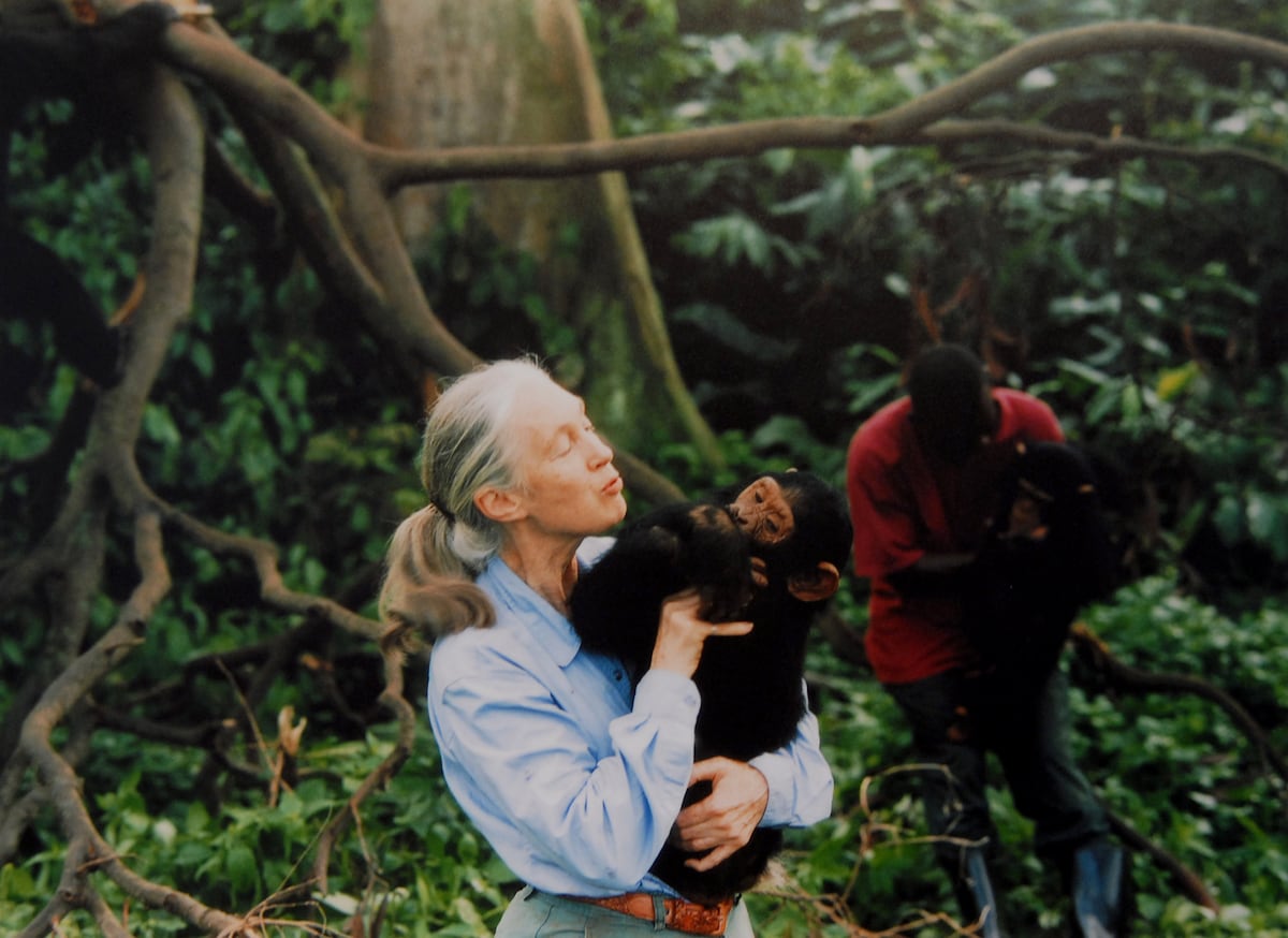 Jane Goodall y la biblioteca de los grandes monos: diez libros indispensables sobre nuestros parientes más cercanos