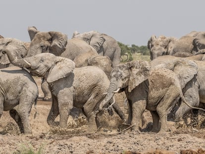 Elefantes de la reserva de Khutse Game.