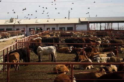 Ganado en Ciudad Juárez, Chihuahua, el 27 de noviembre de 2024.